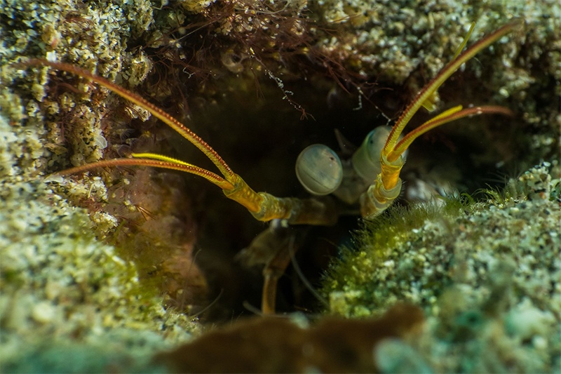 macro photography photo anilao batangas resort